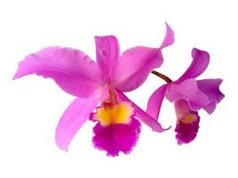 bellissimi fiori di orchidea cattleya viola isolati su sfondo bianco foto