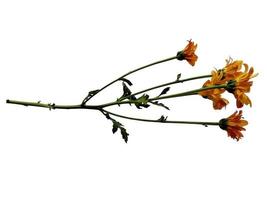 seruni o fiore di crisantemo isolato su sfondo bianco foto