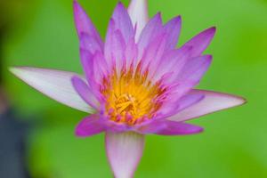 fiore di loto viola, Thailandia foto