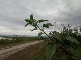 sagoma di un ramo di albero sullo sfondo del cielo foto