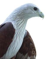 Brahminy aquilone uccello che mostra la testa isolata su sfondo bianco foto