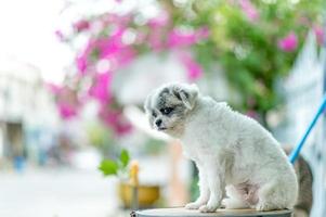foto di cane bianco, servizio fotografico carino, concetto di cane d'amore