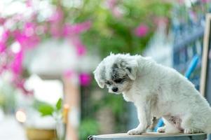 foto di cane bianco, servizio fotografico carino, concetto di cane d'amore