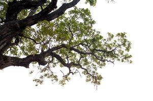 bellissimo albero su uno sfondo bianco concetto naturale foto