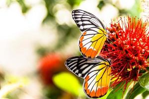 due farfalle stanno succhiando il polline su un fiore rosso, lascia spazio ai personaggi. foto