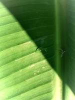 luci e ombre con piccoli insetti su foglie di banana. foto