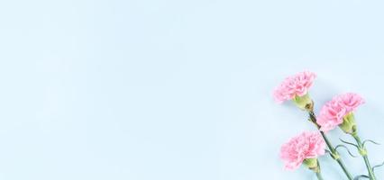 bellissimi garofani rosa in fiore isolati su sfondo azzurro brillante, copia spazio, distesi, vista dall'alto, modello, idea per la festa della mamma fotografia concettuale foto