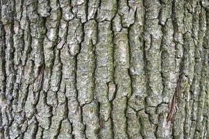 sfondo di corteccia di albero a foglie decidue foto