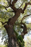 quercus virginiana, conosciuta anche come la quercia viva del sud foto