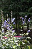 colibrì che si nutre di un delphinium foto