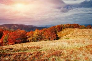 bosco di betulle nel pomeriggio soleggiato durante la stagione autunnale foto