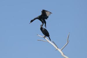 fauna nordamericana. cormorano dalla doppia cresta in volo con un cielo azzurro foto