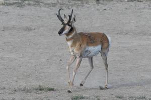 antilope pronghorn sulla prateria aperta del colorado.. maschio adulto foto