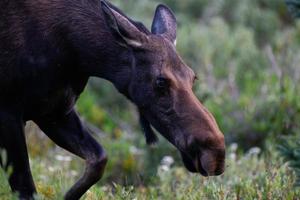 alci nelle montagne rocciose del Colorado foto