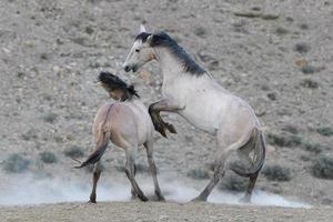 cavalli mustang selvaggi in colorado foto