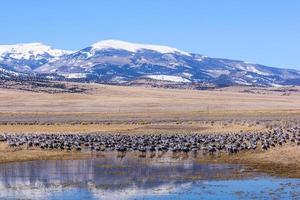 migrazione delle gru sandhill maggiori a monte vista, colorado foto