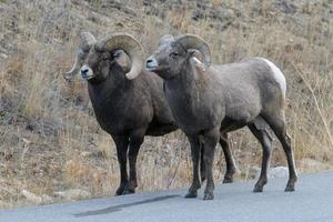 pecore bighorn della montagna rocciosa del colorado foto