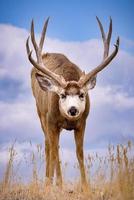 cervo mulo. fauna selvatica del Colorado. cervo selvatico sulle alte pianure del Colorado foto