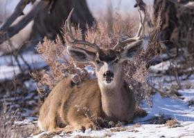 cervo mulo nella neve. fauna selvatica del Colorado. cervo selvatico sulle alte pianure del Colorado foto