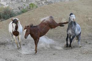 cavalli mustang selvaggi in colorado foto