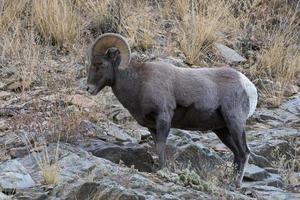 pecore bighorn della montagna rocciosa del colorado. ariete bighorn su una collina rocciosa foto