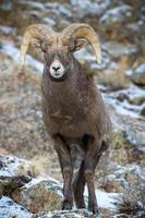 colorado montagna rocciosa bighorn pecore bighorn ram su una collina innevata. foto