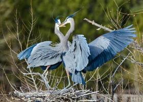 coppia di accoppiamento di grandi aironi blu foto