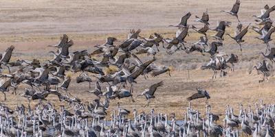 migrazione delle gru sandhill maggiori a monte vista, colorado foto