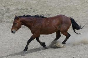 cavalli mustang selvaggi in colorado foto