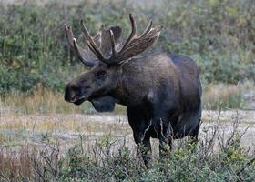 shiras toro alce nelle montagne rocciose del colorado foto