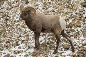 pecore bighorn della montagna rocciosa del colorado foto