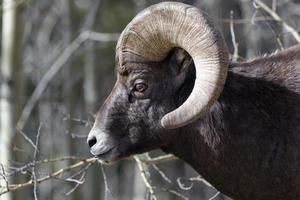 pecore bighorn della montagna rocciosa del colorado foto