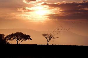 silhouette ad albero con cielo al tramonto foto