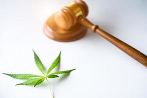 giudice martello con pianta di foglie di cannabis foto