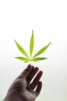 mano che tiene la foglia di cannabis foto