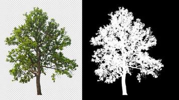 albero su sfondo trasparente immagine con tracciato di ritaglio foto
