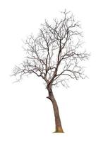 albero senza foglia su sfondo trasparente immagine con ritagli, albero senza foglie o albero della morte ritagliato dallo sfondo originale e selezionato per un uso facile e veloce foto