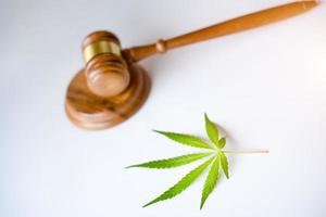 giudice martello con pianta di foglie di cannabis foto