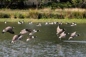 oche del Canada che arrivano in un lago nel sussex foto