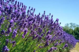 campo di vivaci fiori di lavanda in una soleggiata giornata estiva foto