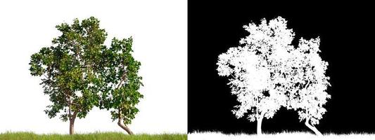 albero isolato su sfondo bianco con tracciato di ritaglio foto
