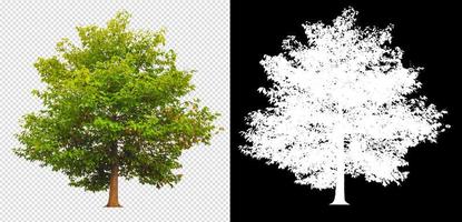 albero su immagine di sfondo trasparente e canale alfa foto