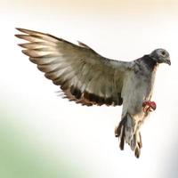 i piccioni in volo, il colombo selvatico ha piume grigio chiaro. ci sono due strisce nere su ciascuna ala. ma sia gli uccelli selvatici che quelli domestici hanno una grande varietà di colori e modelli di piume. foto