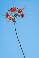 sfondo fiore caesalpinia pulcherrima foto