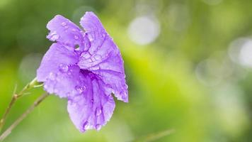 fiori viola ruellia squarrosa foto