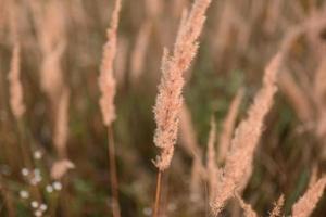 campo d'erba selvaggio al tramonto, raggi solari morbidi, tonalità calde, riflessi lenti, dof poco profondo foto