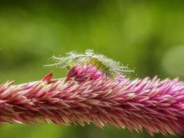 macro insetti, farfalle, falene, mosche, zanzare, bruchi, mantide su ramoscelli, fiori in foglia a sfondo naturale foto