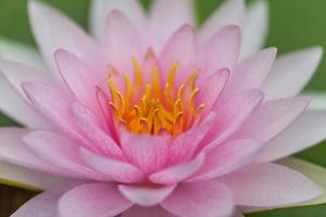 sfondo della natura del fiore di loto rosa foto