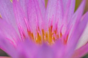 fiore di loto viola, Thailandia foto