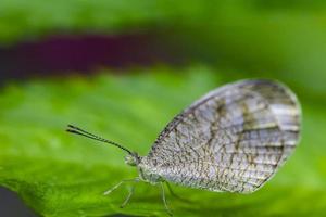 bellissima farfalla bianca appollaiata su una foglia foto